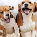 Immunerősítés kutyáknak