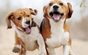 Immunerősítés kutyáknak