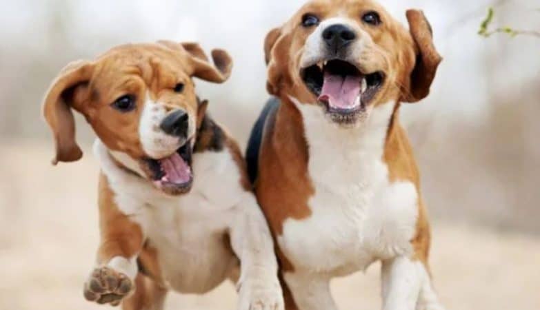 Immunerősítés kutyáknak