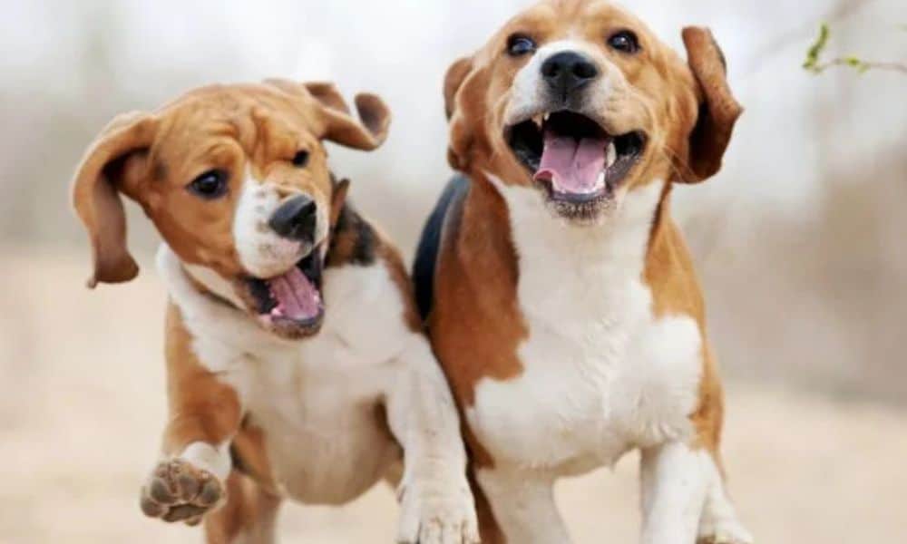 Immunerősítés kutyáknak: Így készítsd fel kedvenced a hideg hónapokra